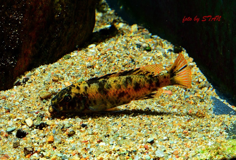 Labeotropheus trewavasae 'Makankha Reef'